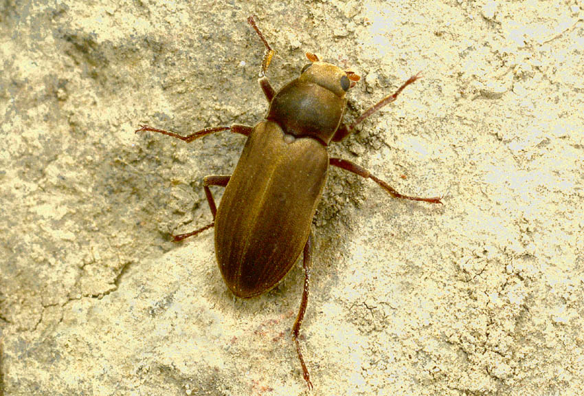 Dryopidae : Pomatinus substriatus  (e Hydrophilidae)